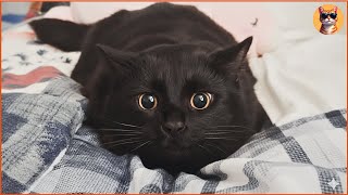 A Woman Adopted Two Overlooked Black Cats—and They Changed Her Life Forever