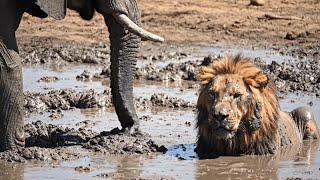A Lion Trapped in Mud — A Cub’s Cry, Elephants Respond | Emotional Wildlife Story