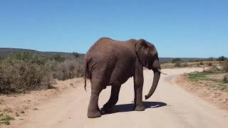6 minutes of elephant video 