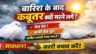 Why do pigeons start dying after rain? Find out the real reason.