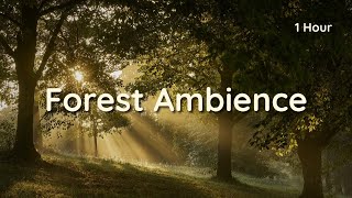 Peaceful Forest Ambience – 1 Hour of Nature Sounds for Relaxation and Study