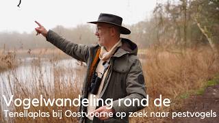 Vogels kijken rond de Tenellaplas bij Oostvoorne op zoek naar pestvogels  #1744