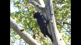 My woodpeckers