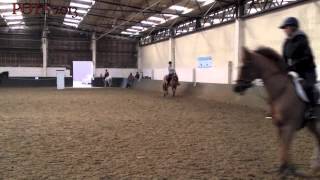 Pony of the year  2013