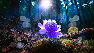 Mysterious Forest Ambience: Hedgehog and Enchanted Purple Flower with Calm Music for Relaxation