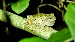 Cope's Gray Tree Frog Named For A Famous Dinosaur Hunter