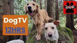 12 Hours of DogTV 🐶 Forest Pack POV for Your Dog