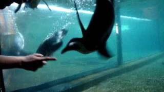 Playing with Penguins at the Aquarium