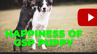 Happiness of gsp puppy, Deutsch Kurzhaar, regula.