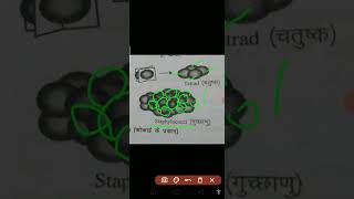 Endospore