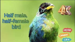 Half female and half male Honeycreeper