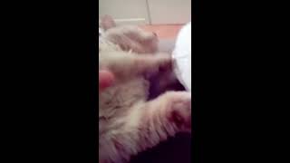 Gamine le chat