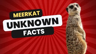 Meerkat Unknown Facts (Full)