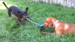 Rat Terrier and Vizsla playing.