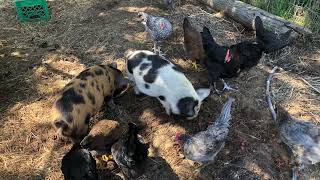 Kunekune | pigs life | my no kill lifestyle