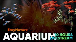 🐠 10-Hour Sea Anemone Aquarium with Relaxing Music | Sleep Aid & Stress Relief