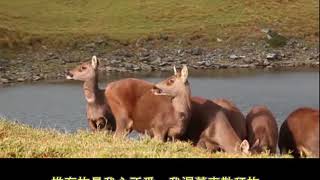 葉笛吹奏-如鹿切慕溪水 Musical Leaf - As the Deer