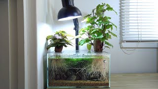 Ep.3 Sweet Potato Betta Tank (Meet Kartoffel) - No filter, No CO2, NO ferts 4.5 Gallon Nano Tank