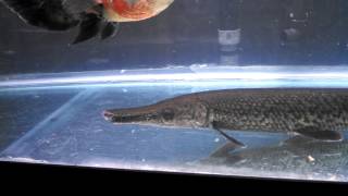 Alligator gar eating a bullfrog