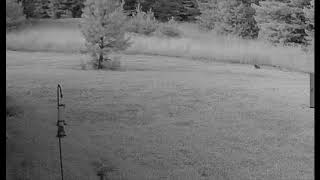 Deer versus Rabbit