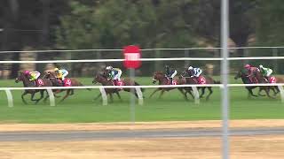 Strutt Stakes 2026 - DAYTONA DIVA (3YO SWP LR F) Listed Hobart 8 February