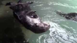 The Race of a life time...derekblake Music...Sea & River Otters