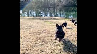 Adorable German Shepherd puppies
