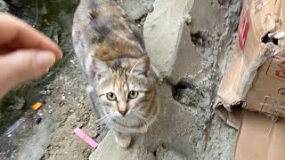 Cute Stray Kitten Hungry For Food | Cats And Kittens