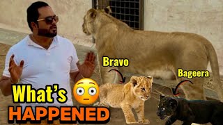  Bageera ka colour Black kasay ho gaya 😳Diana aggressive due to colour change😱(mian saqib)