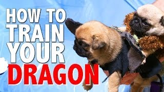 How To Train Your Dragon (Pug Puppy Version)