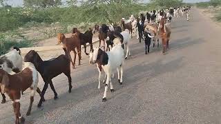 الماعز الصحراوي 🐐 تهاجر من منطقة الجفاف إلى الغابة🌳 بحثًا عن الطعام من أجل البقاء في الصحاري 🏜️ 👀🌱🎄🌴