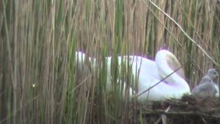 around nest