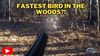 The Hunt for American Woodcock: A Southern Tradition Catch Clean Cook