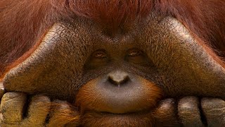 The Most CRITICALLY Endangered Species!
