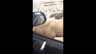 Sheep Visit Car at Jackson, Wyoming