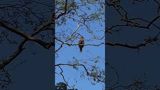 the same bird