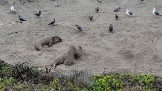 Elephant Seals by San Simeon off Highway 1 in Northern Cali. Molting from July-Aug older males.