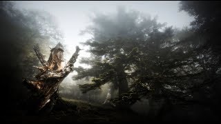 The Pilgrim Soul In You - Into My Dream