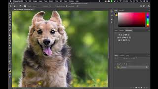 Photoshop and Lightroom Pet Photography Edit