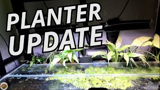 Planterbox in Aquarium Update: Peace Lily Thriving, Synogonium & Mondo Grass?