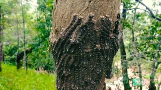 Gathering of Caterpillars | Pangang