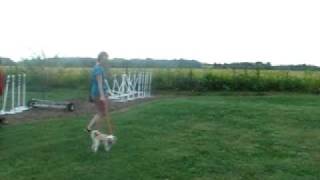 Jack at introductory agility class