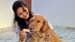 কামড়ে খেয়েই ফেললো বাঘ কে | New Bengali Dog Video