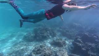 Malediven 2024 - Dhigurah - Turtle Reef