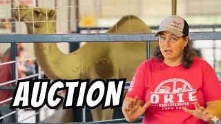 This Is Unusual Even For Exotic Animal Auctions!