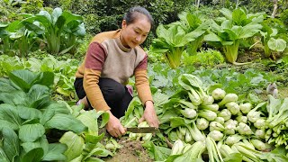 Harvesting choysum, dragon fruit to sell at the market, farm life | Ly Thi Tam
