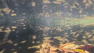 No Copyright with Underwater Visual ASMR Sound Mind Relaxing Stress Relief Video for Commercial Use