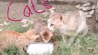 Kittens Cuddles With Mother Cat After Drinking Milk.