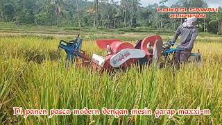 proses pertumbuhan tanaman padi umur 1 bulan sampai panen pasca modern dengan mesin garap maxxi-m