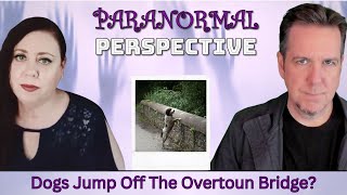 Why Do Dogs Jump Off The Overtoun Bridge?
